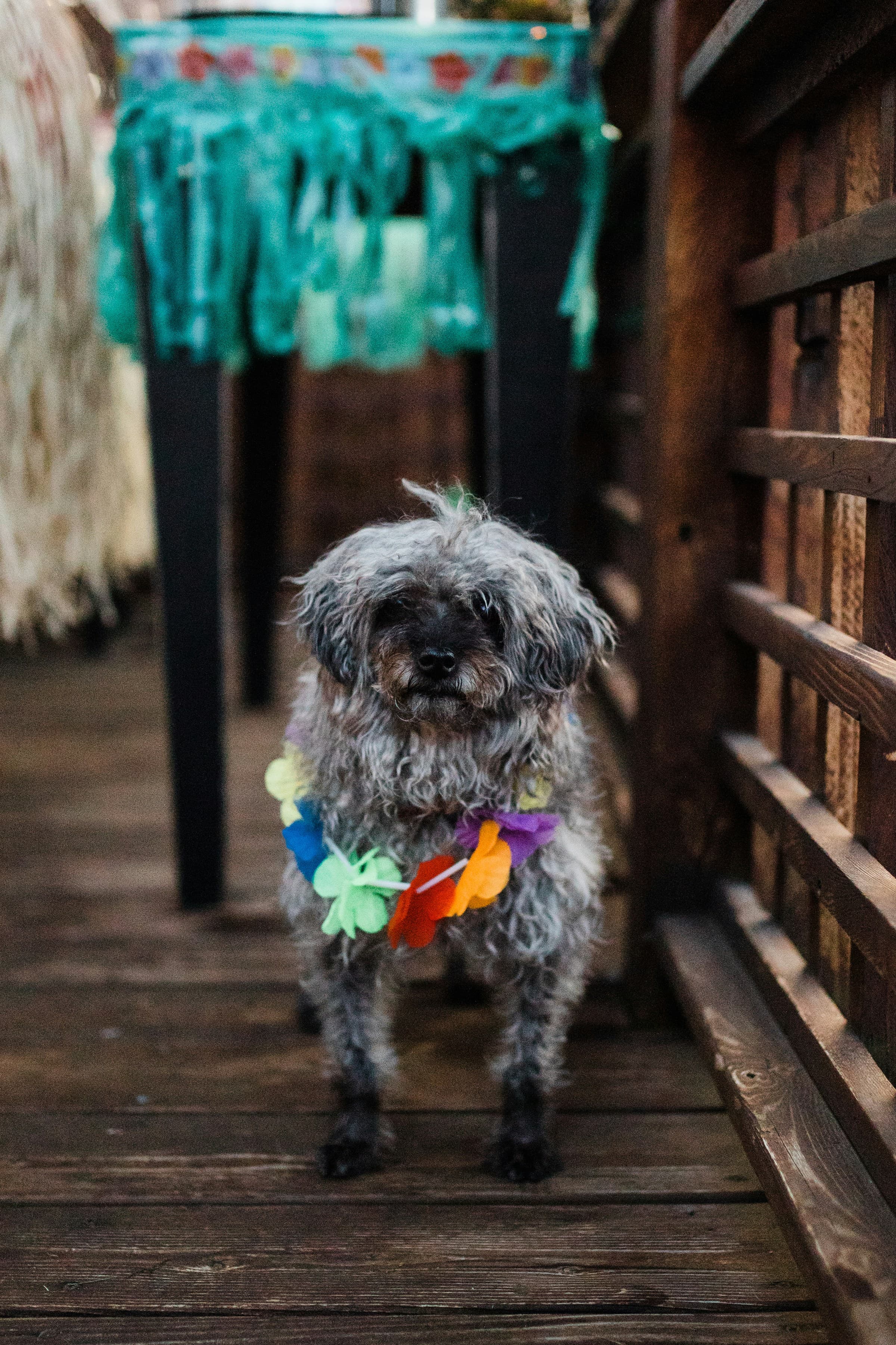 Dog with lei